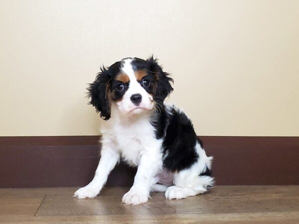 Cavalier King Charles Spaniel DOG Male TRI 13754 Petland Fairfield, Ohio