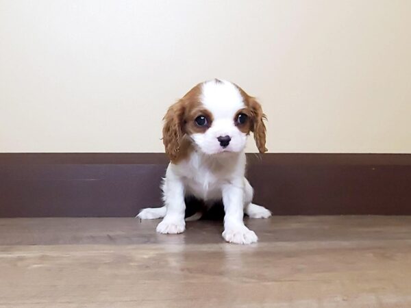 Cavalier King Charles Spaniel DOG Female BLENHEIM 13753 Petland Fairfield, Ohio