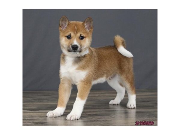 Shiba Inu-DOG-Male-Red Sesame-13782-Petland Fairfield, Ohio