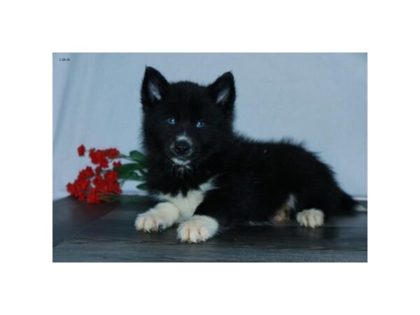 Pomsky DOG Male Black / White 13780 Petland Fairfield, Ohio