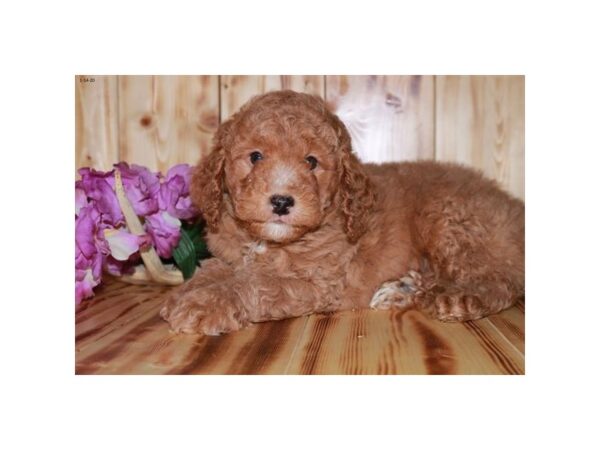 Goldendoodle Mini 2nd Gen-DOG-Male-Red-13779-Petland Fairfield, Ohio