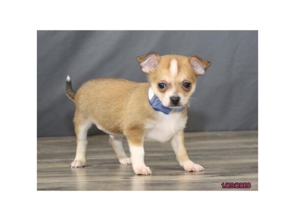 Chihuahua DOG Male Fawn 13784 Petland Fairfield, Ohio