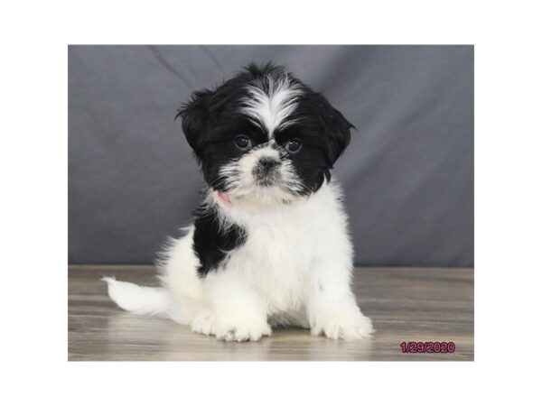 Shih Tzu DOG Female Black / White 13781 Petland Fairfield, Ohio