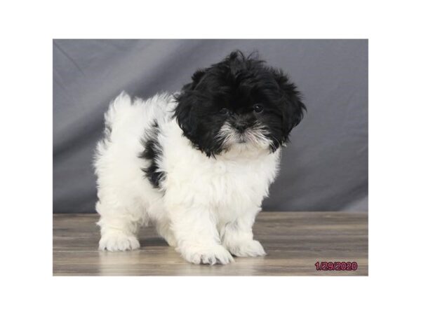 Shih Tzu DOG Male Black / White 13783 Petland Fairfield, Ohio