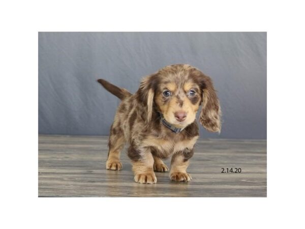 Dachshund DOG Male Chocolate 13785 Petland Fairfield, Ohio