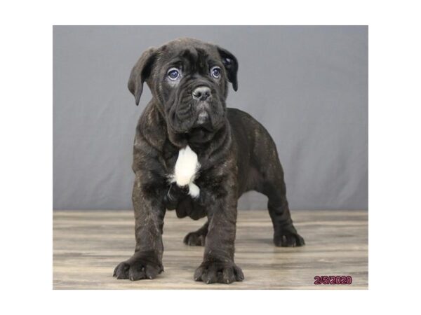 English Bulldog/Neapolitan Mastiff-DOG-Female-Brindle-77781-Petland Fairfield, Ohio