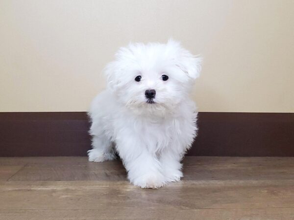 Maltese DOG Male White 13745 Petland Fairfield, Ohio