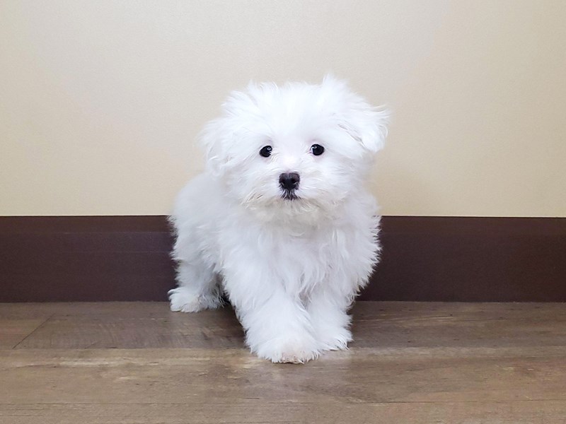 Maltese Puppy White ID:13745 Located at Petland Fairfield, Ohio
