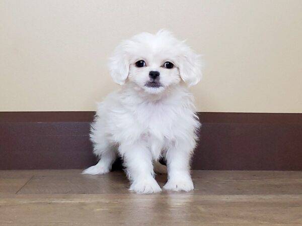 Pekapoo DOG Female WHITE 13773 Petland Fairfield, Ohio