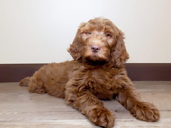 Goldendoodle DOG Female Red 13776 Petland Fairfield, Ohio