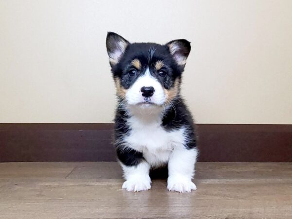 Pembroke Welsh Corgi DOG Male BLK TRI 13777 Petland Fairfield, Ohio