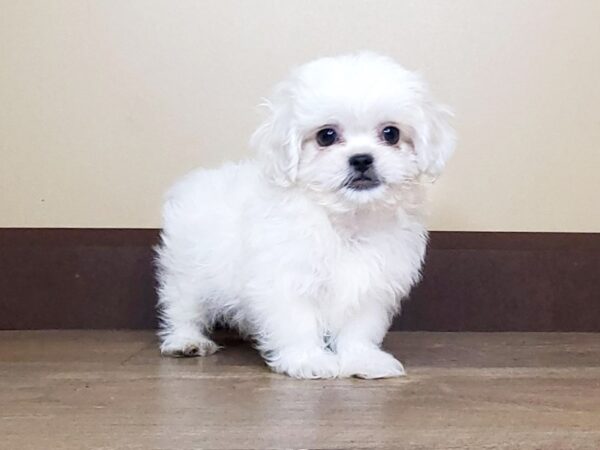 Pekapoo DOG Male White 13772 Petland Fairfield, Ohio