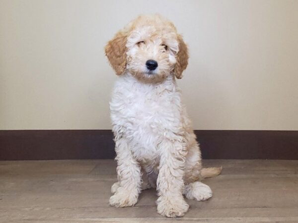 F2 MINI GOLDENDOODLE DOG Female Red 13726 Petland Fairfield, Ohio