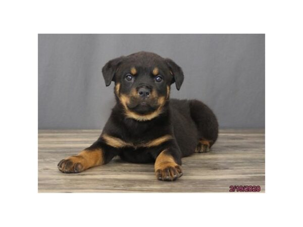 Rottweiler DOG Female Black / Mahogany 13795 Petland Fairfield, Ohio