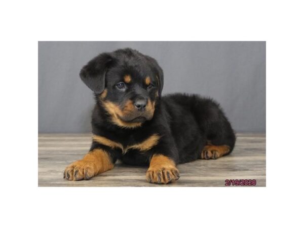 Rottweiler-DOG-Male-Black / Mahogany-13794-Petland Fairfield, Ohio