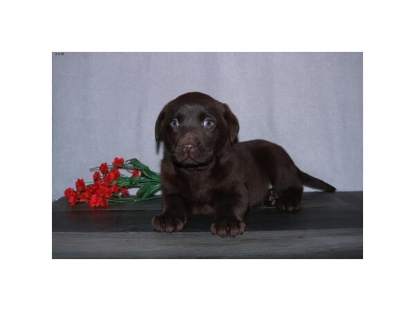 Labrador Retriever DOG Male Chocolate 13792 Petland Fairfield, Ohio