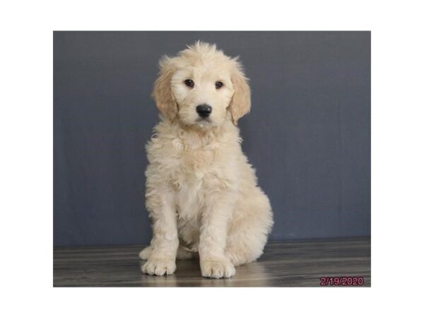 Goldendoodle 2nd Gen DOG Male Apricot 13791 Petland Fairfield, Ohio