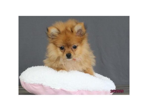 Pomeranian DOG Female Chocolate Sable 13793 Petland Fairfield, Ohio