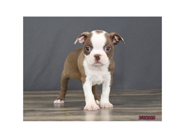 Boston Terrier DOG Male Seal / White 13796 Petland Fairfield, Ohio