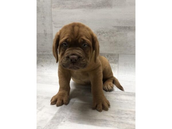 Dogue de Bordeaux DOG Male Red 13789 Petland Fairfield, Ohio