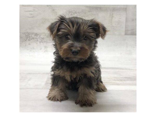 Yorkshire Terrier DOG Male Blue / Tan 13790 Petland Fairfield, Ohio