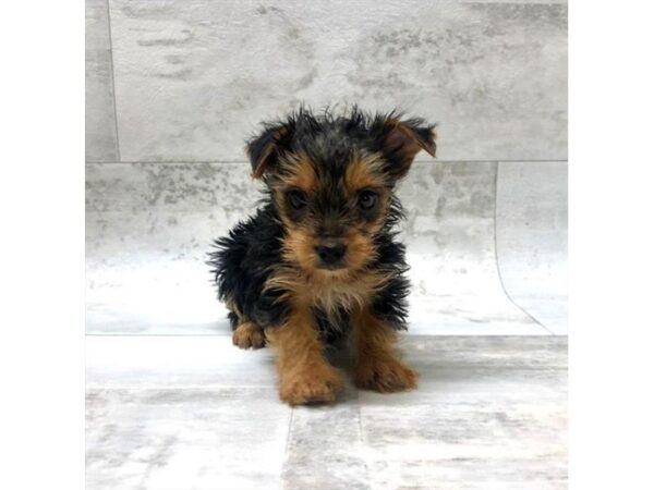 Yorkshire Terrier DOG Female Black / Tan 13802 Petland Fairfield, Ohio