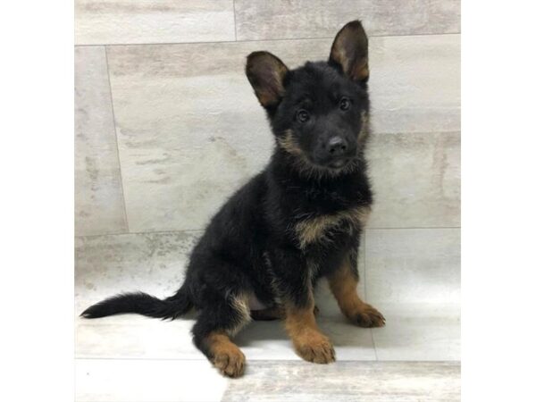 German Shepherd Dog DOG Female Black / Tan 13801 Petland Fairfield, Ohio