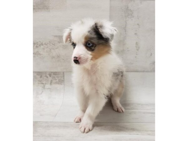 Miniature Australian Shepherd DOG Male Blue Merle 13800 Petland Fairfield, Ohio