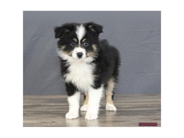 Miniature Australian Shepherd DOG Female Black 13809 Petland Fairfield, Ohio