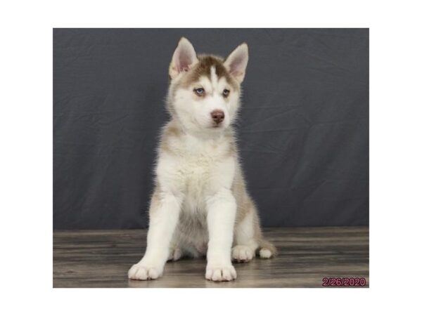 Siberian Husky DOG Female Red / White 13804 Petland Fairfield, Ohio