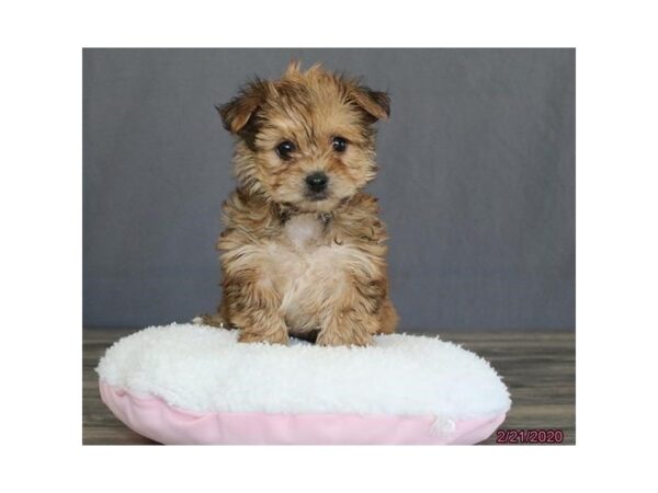 Yorkie/Bichon-DOG-Male-Buff-13805-Petland Fairfield, Ohio