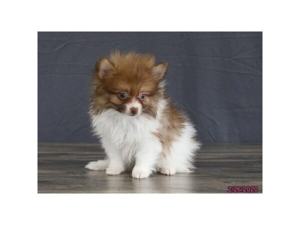 Pomeranian DOG Male Chocolate / White 13806 Petland Fairfield, Ohio