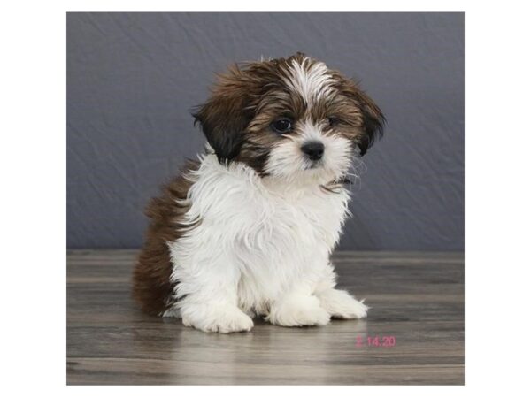 Shih Tzu DOG Male Sable / White 13808 Petland Fairfield, Ohio