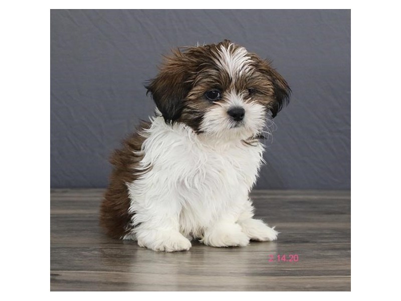 千趣会　 PET 13体 Shih Tzu Puppy Sable / White ID:13808 Located at Petland Fairfield