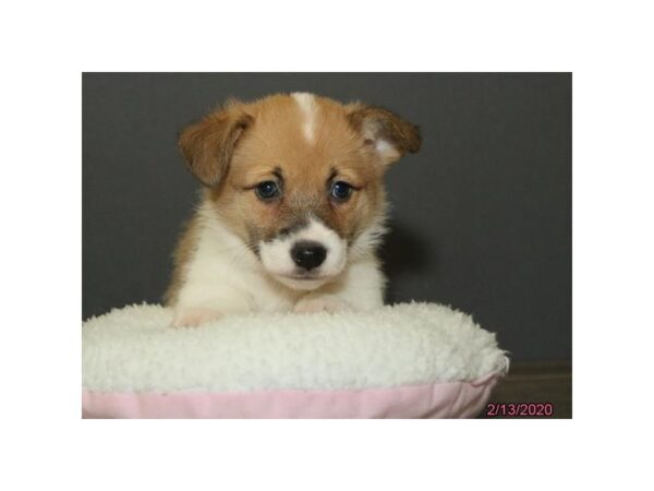 Pembroke Welsh Corgi DOG Female Red / White 13807 Petland Fairfield, Ohio