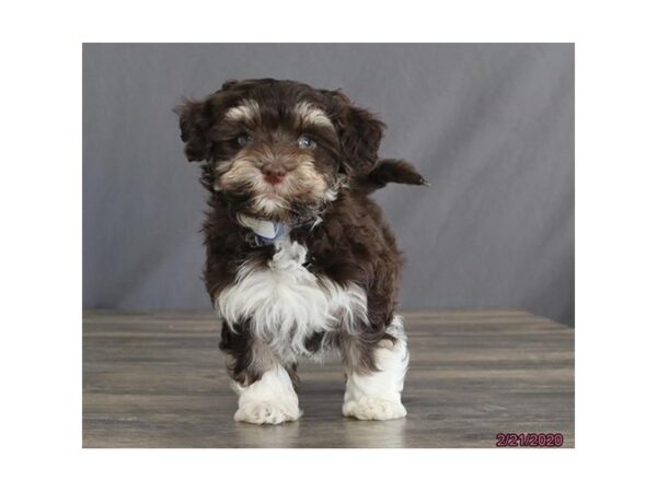 Havanese DOG Male Chocolate 13810 Petland Fairfield, Ohio