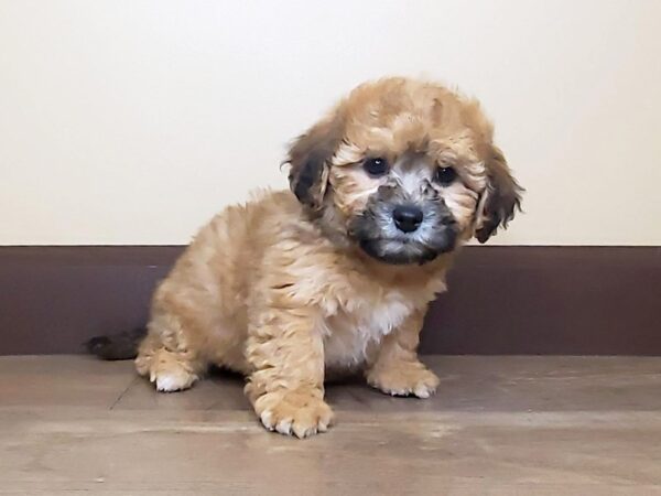 Teddy Bear DOG Female Brown 13803 Petland Fairfield, Ohio