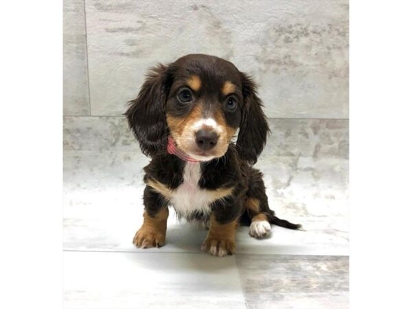 Dachshund-DOG-Male-Chocolate / Tan-13816-Petland Fairfield, Ohio