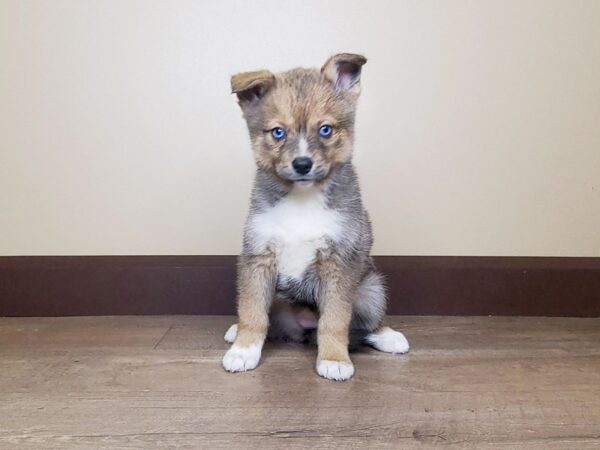 Pomsky DOG Female Brown/White 13812 Petland Fairfield, Ohio