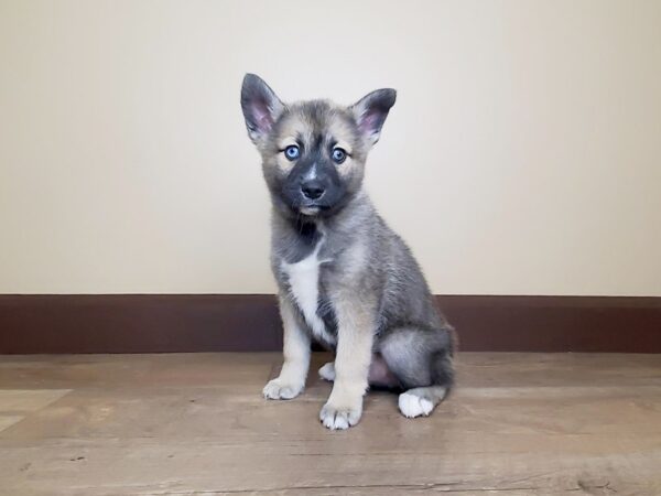 Pomsky DOG Male Brown/White 13811 Petland Fairfield, Ohio