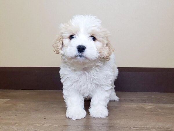 Cava Chon-DOG-Male-BLENHEIM-13799-Petland Fairfield, Ohio