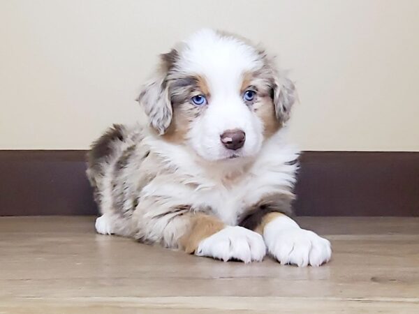 Miniature Australian Shepherd DOG Male RED MERLE 13798 Petland Fairfield, Ohio