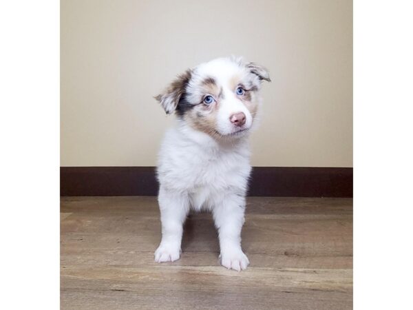 Mini Aussie-DOG-Female-RED MERLE-13797-Petland Fairfield, Ohio