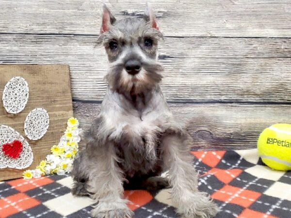 Miniature Schnauzer DOG Male Salt & Pepper 13853 Petland Fairfield, Ohio