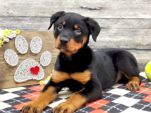 Rottweiler DOG Female Black & Mahogany 13851 Petland Fairfield, Ohio