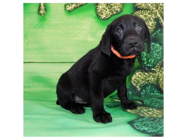 Labrador Retriever DOG Female Black 13824 Petland Fairfield, Ohio