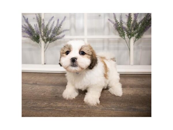 Teddy Bear DOG Male Gold / White 13815 Petland Fairfield, Ohio