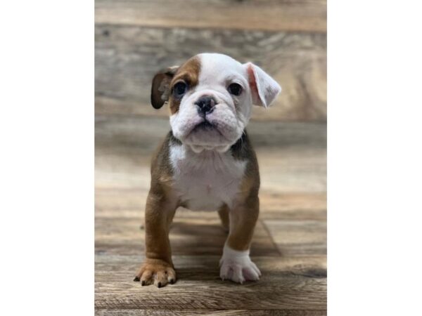 Bulldog DOG Male Red / White 13814 Petland Fairfield, Ohio