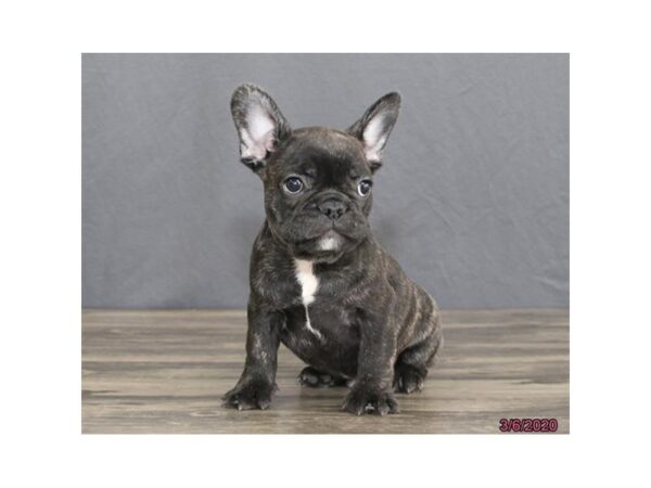 French Bulldog DOG Male Black Brindle 13820 Petland Fairfield, Ohio