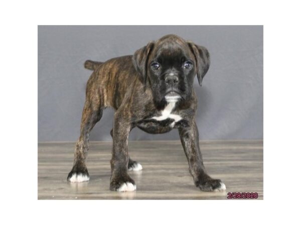 Boxer DOG Male Brindle 13818 Petland Fairfield, Ohio